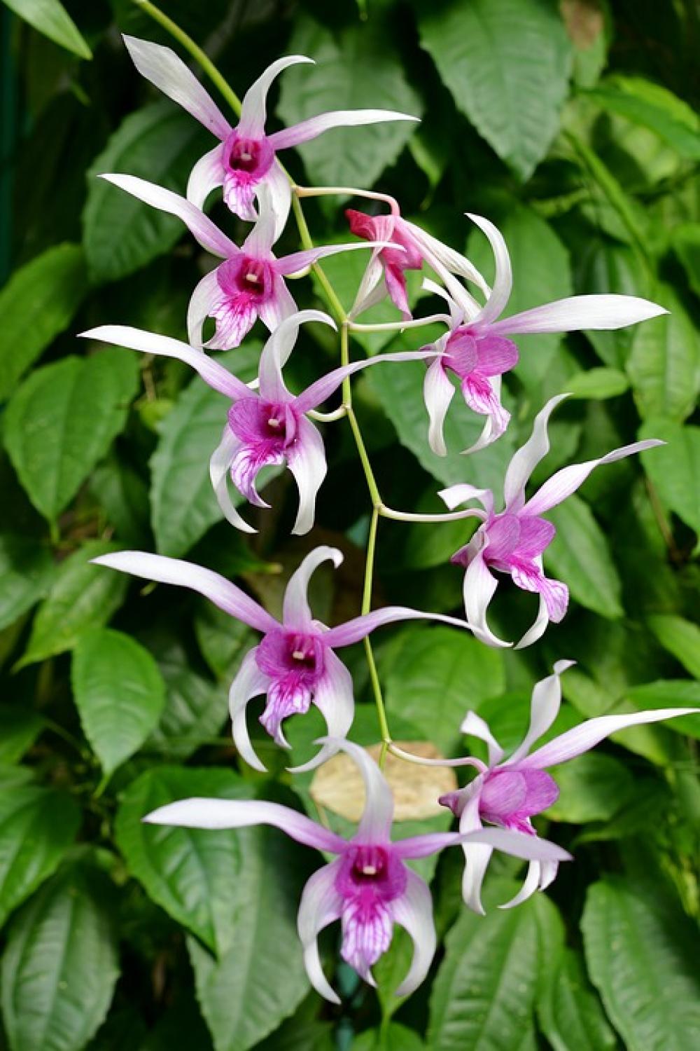 Orchid Panicle Flowers Close Up Filigree Orchid Panicle Flowers Close Up Filigree