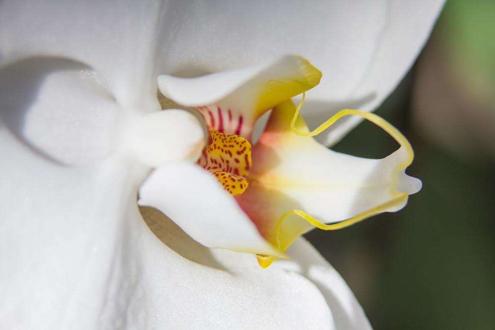 Orchid White Phalaenopsis Flower Butterfly Orchid Orchid White Phalaenopsis Flower Butterfly Orchid