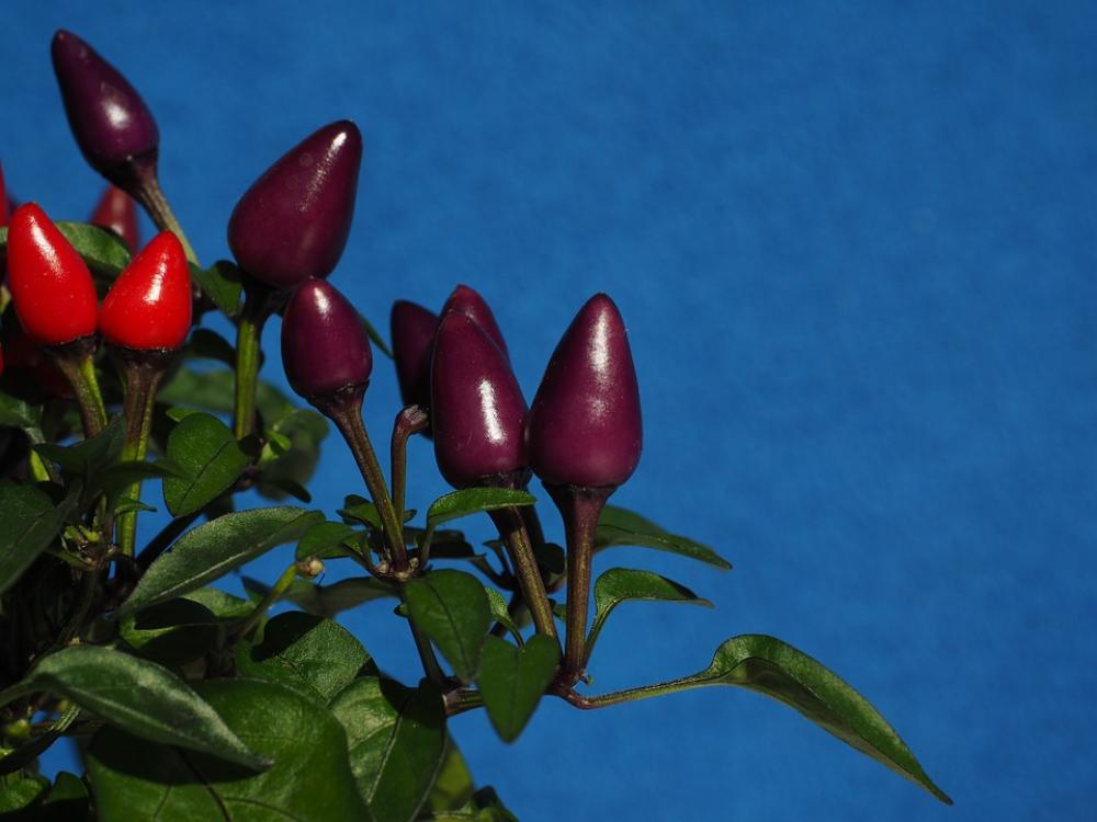 Ornamental Peppers Fruits Chili Berry Violet Red Ornamental Peppers Fruits Chili Berry Violet Red