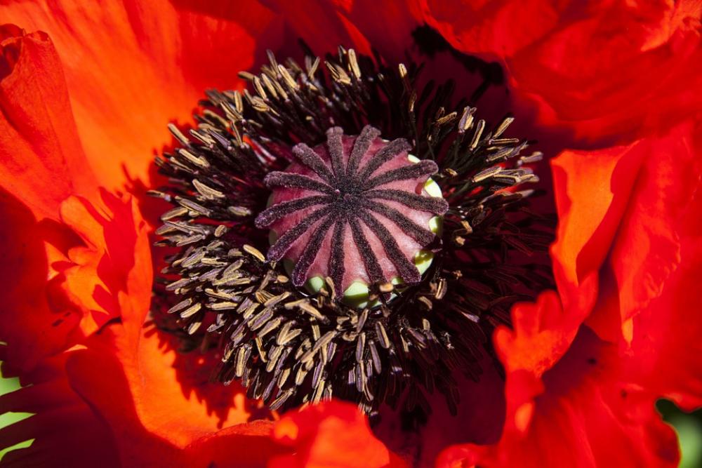 Ornamental Poppies Half Rosette Plant Flower Nature Ornamental Poppies Half Rosette Plant Flower Nature