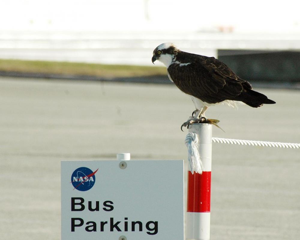 Osprey Perched Pole Predator Bird Nature Wildlife Osprey Perched Pole Predator Bird Nature Wildlife