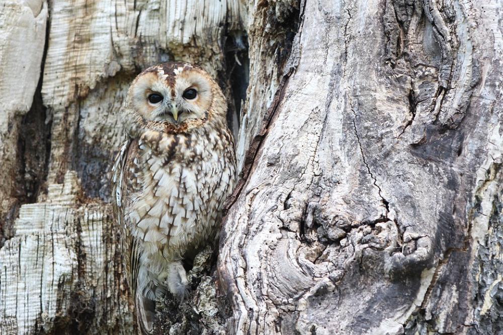 Owl Camouflage Wildlife Bird Of Prey Predator Bird Owl Camouflage Wildlife Bird Of Prey Predator Bird