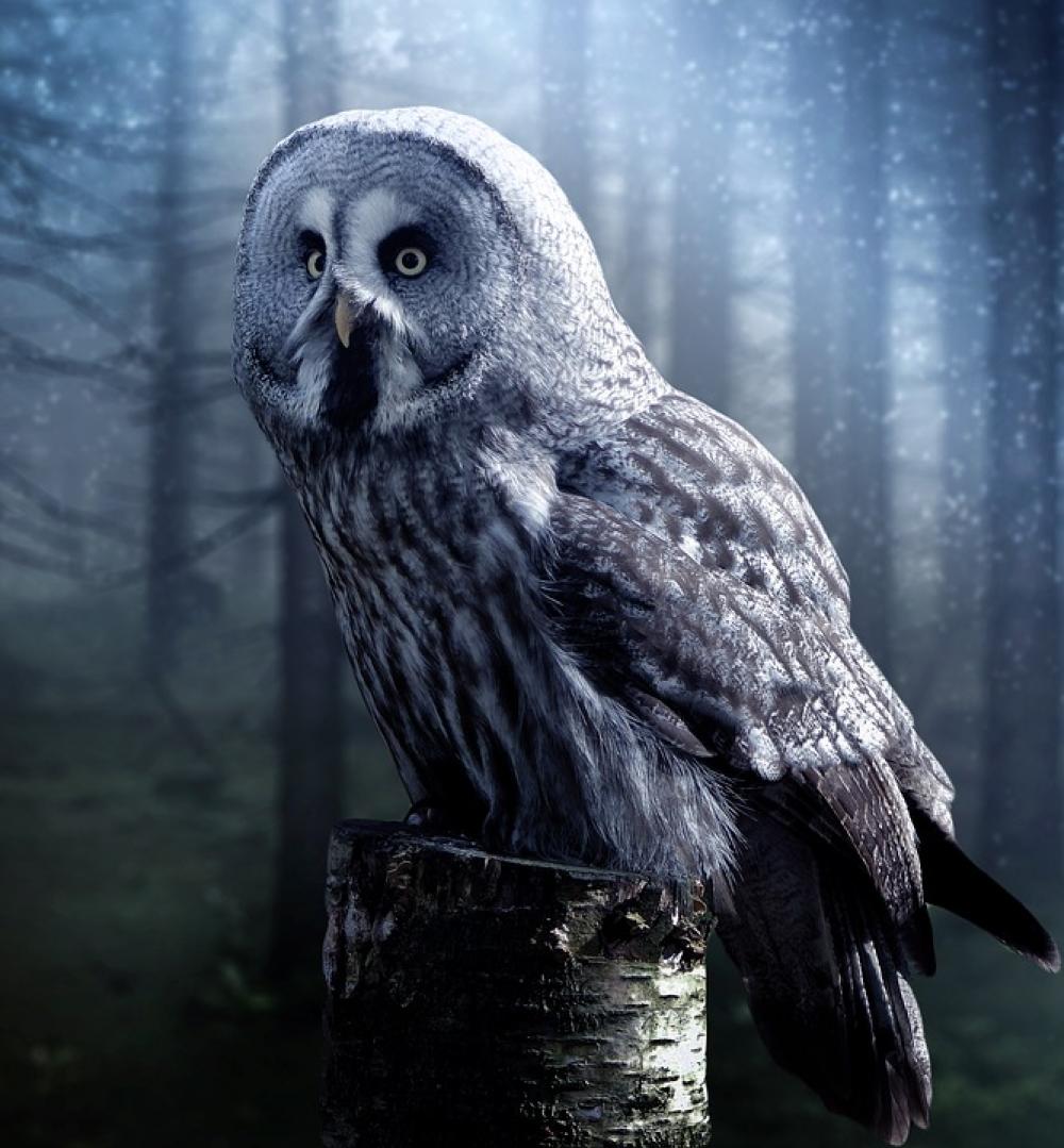 Owl Bird Beautiful Night Dark Fog Haze Owl Bird Beautiful Night Dark Fog Haze