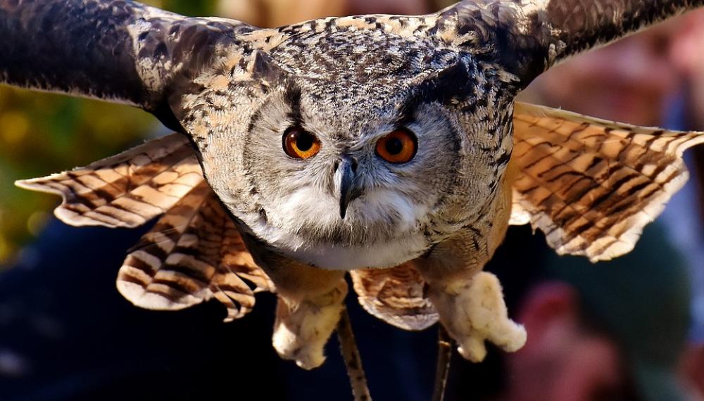 Owl Raptor Bird Feather Plumage Birds Animal Owl Raptor Bird Feather Plumage Birds Animal