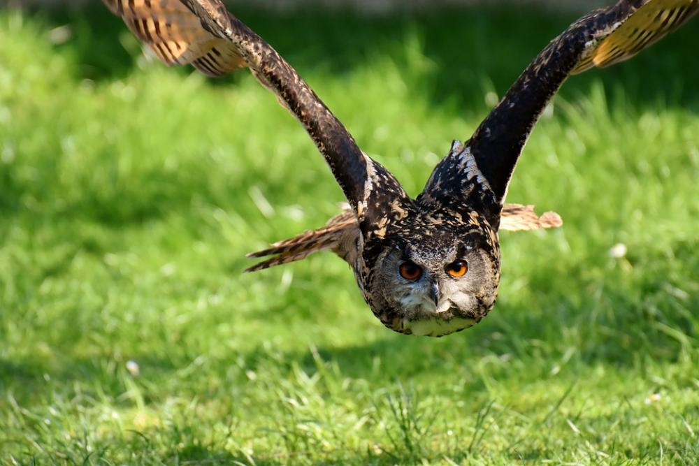 Owl Bird Feather Eagle Owl Animals Wild Bird Head Owl Bird Feather Eagle Owl Animals Wild Bird Head