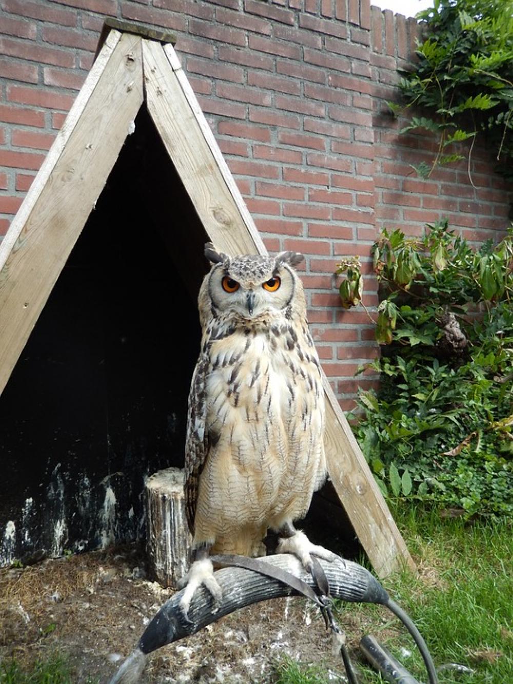 Owl Night Bird Train Carnivore On Stick Owl Night Bird Train Carnivore On Stick