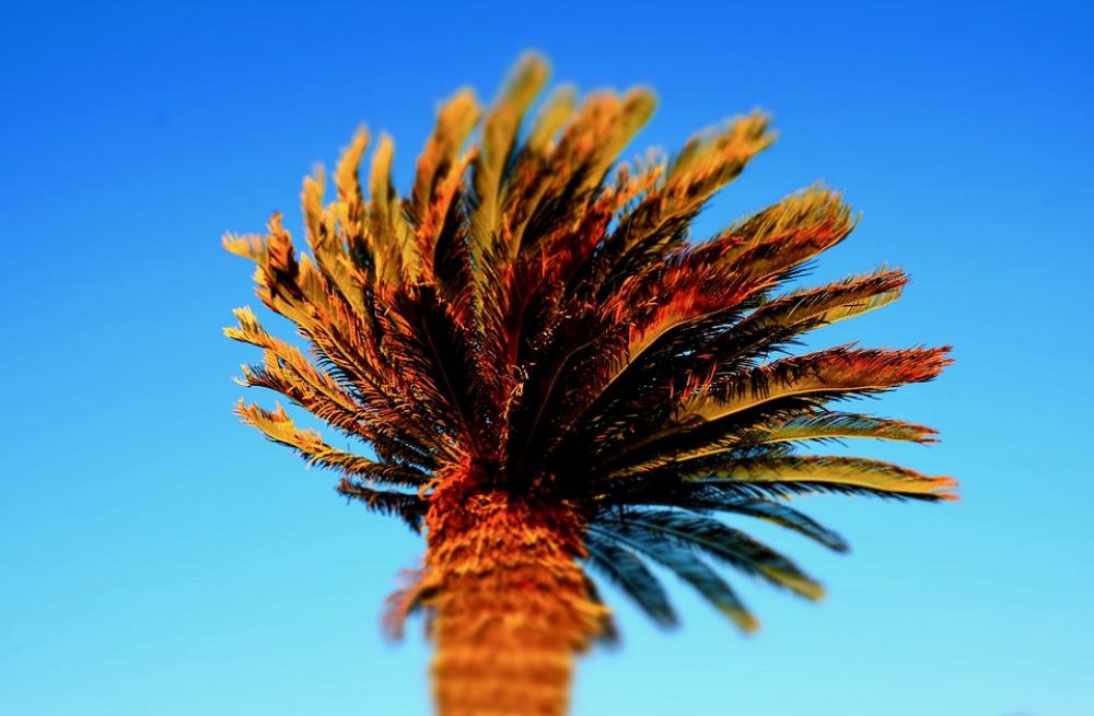 Palm Tree Sky Blue Plant Wind Fine Day Winter Palm Tree Sky Blue Plant Wind Fine Day Winter