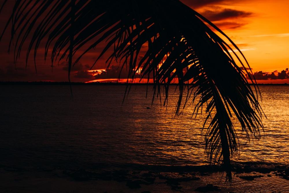 Palma Sea Caribbean Summer Landscape Nature Palma Sea Caribbean Summer Landscape Nature