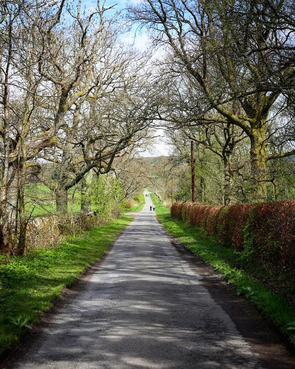 Path Road Trees Outdoors Nature Forest Pathway Path Road Trees Outdoors Nature Forest Pathway