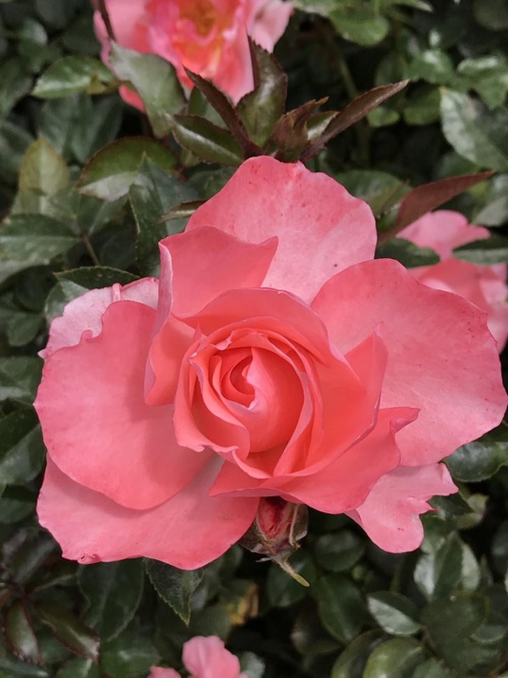 Peach Pink Rose Balboa Park San Diego Peach Pink Rose Balboa Park San Diego