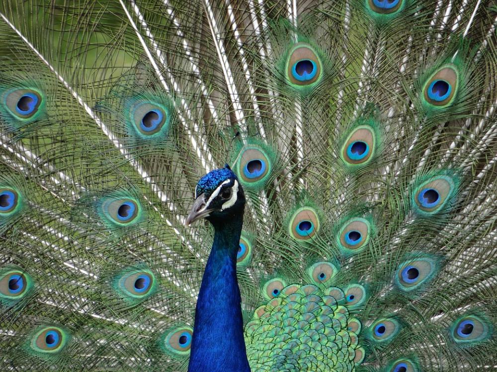 Peacock Eyes Colorful Bird Plumage Peacock Eyes Colorful Bird Plumage
