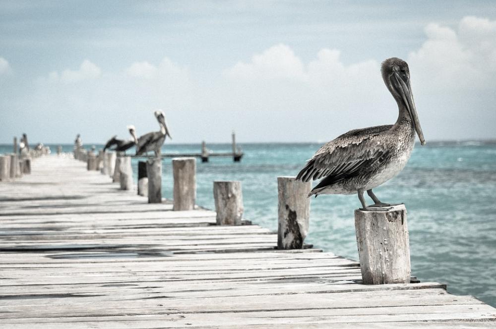 Pelican Water Bird Pelecanus Conspicillatus Bird Pelican Water Bird Pelecanus Conspicillatus Bird
