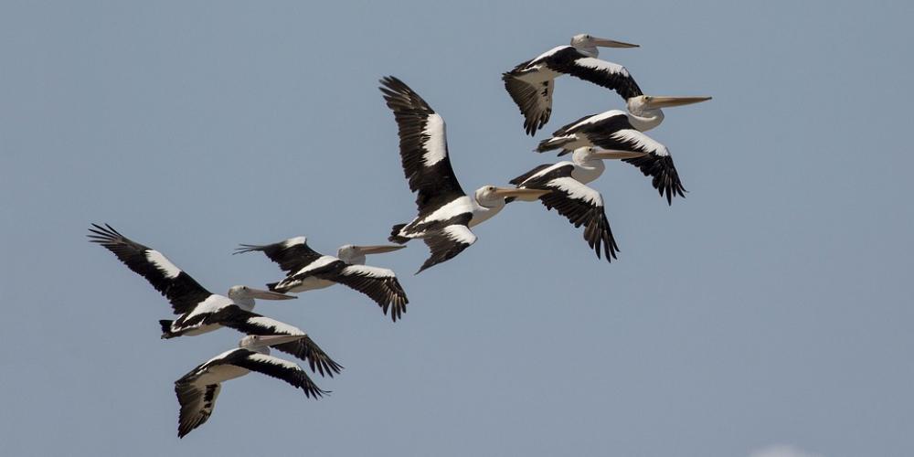 Pelicans Birds Nature Australia Wildlife Feathers Pelicans Birds Nature Australia Wildlife Feathers