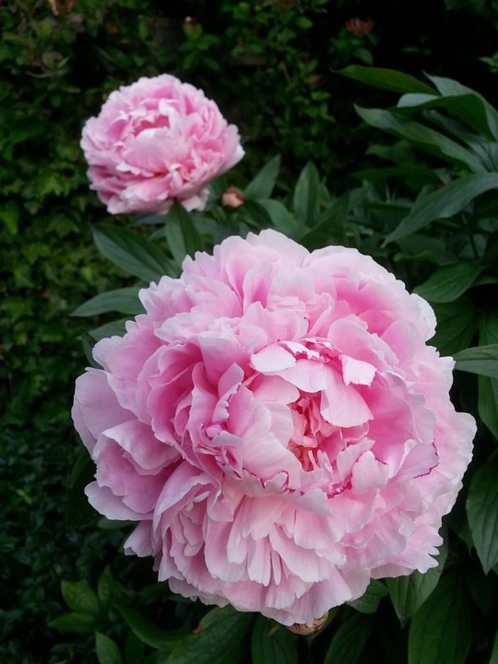 Peony Pink Bloom Flower Lush Peony Pink Bloom Flower Lush