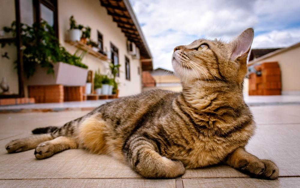 Pet Kitten Cat Feline Lying Outdoors Pet Kitten Cat Feline Lying Outdoors