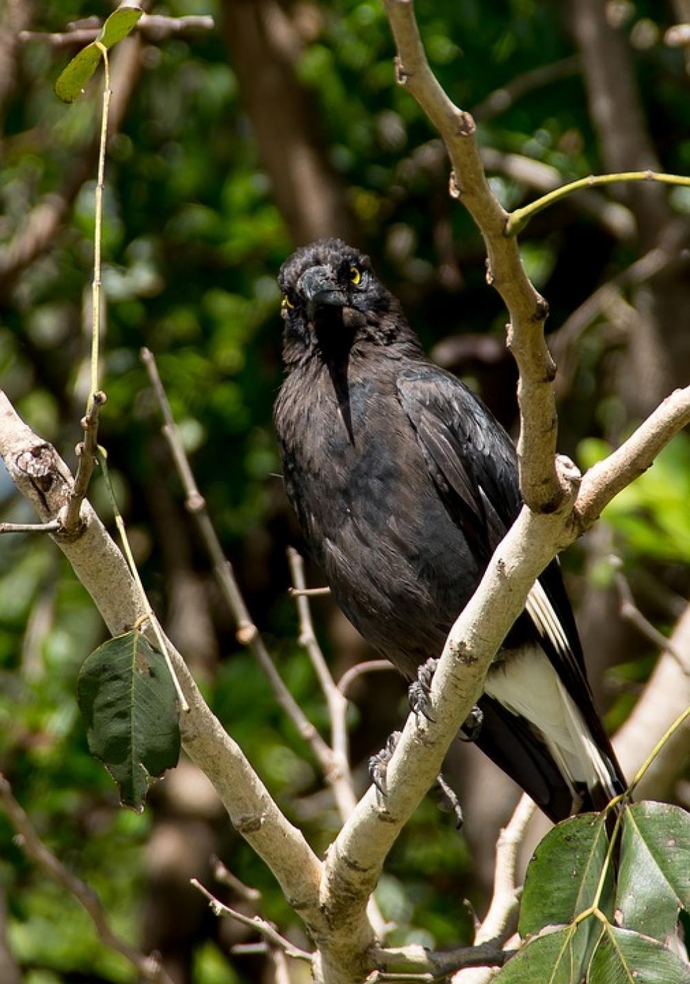 Pied Currawong Strepera Graculina Bird Black Pied Currawong Strepera Graculina Bird Black