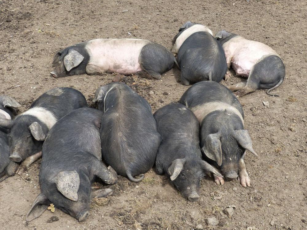 Pig Open Air Museum Historically Museum Tourism Pig Open Air Museum Historically Museum Tourism