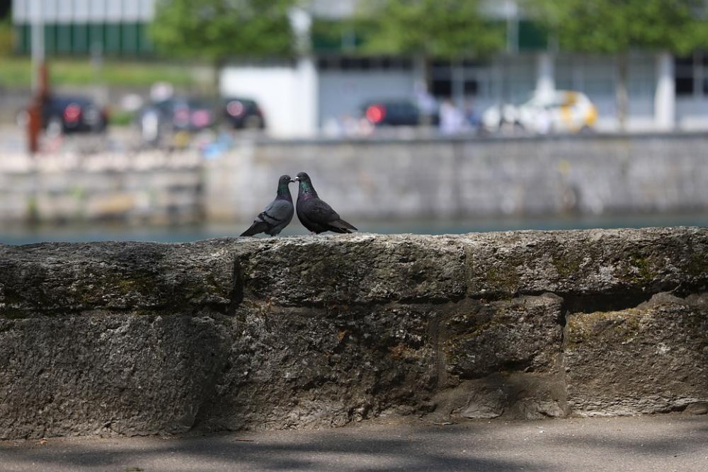 Pigeons Togetherness Close Birds Two Pigeons Togetherness Close Birds Two