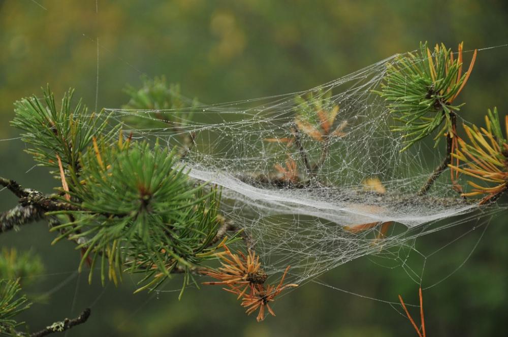 Pine Branch Spider Web Conifer Pine Branch Spider Web Conifer