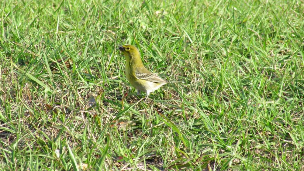 Pine Warble Winter Birds Of Florida Small Birds Pine Warble Winter Birds Of Florida Small Birds