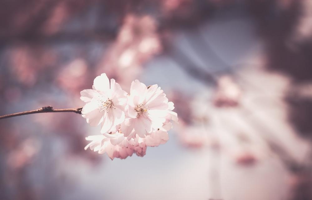Pink Flower Tree Bloom Spring Floral White Pink Flower Tree Bloom Spring Floral White