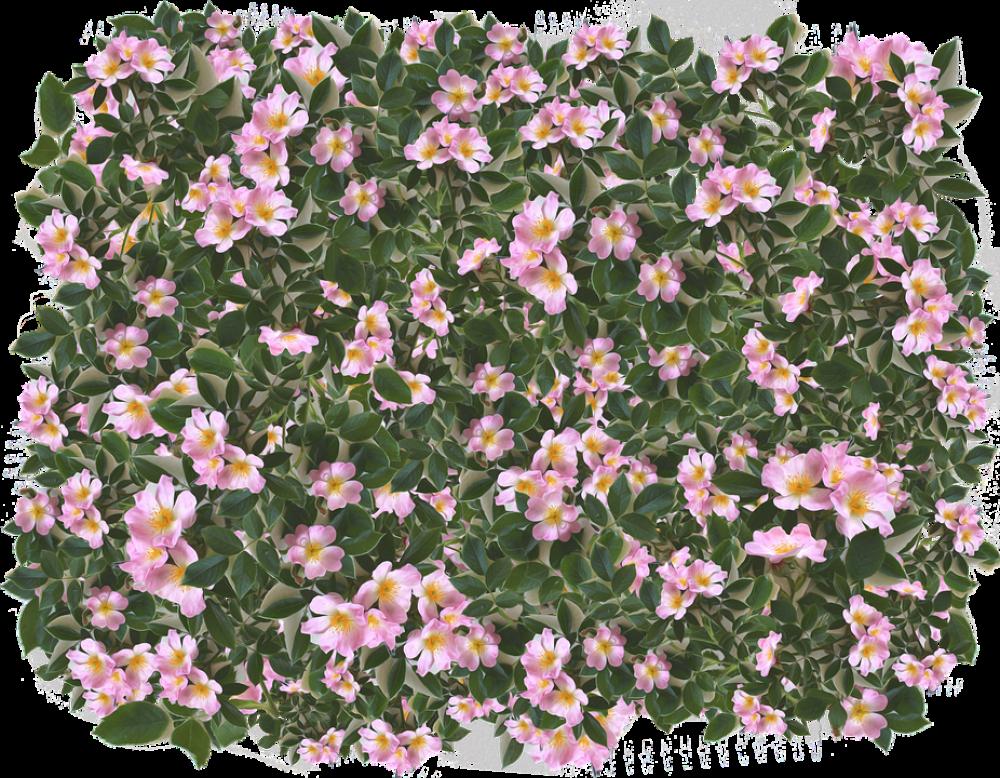 Pink Flowers Leaves Spring Garden Summer Feminine Pink Flowers Leaves Spring Garden Summer Feminine