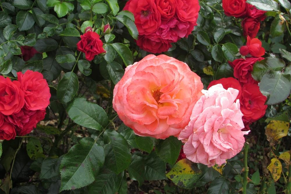 Pink Flowers Spring Nature Blossom Bloom Roses Pink Flowers Spring Nature Blossom Bloom Roses