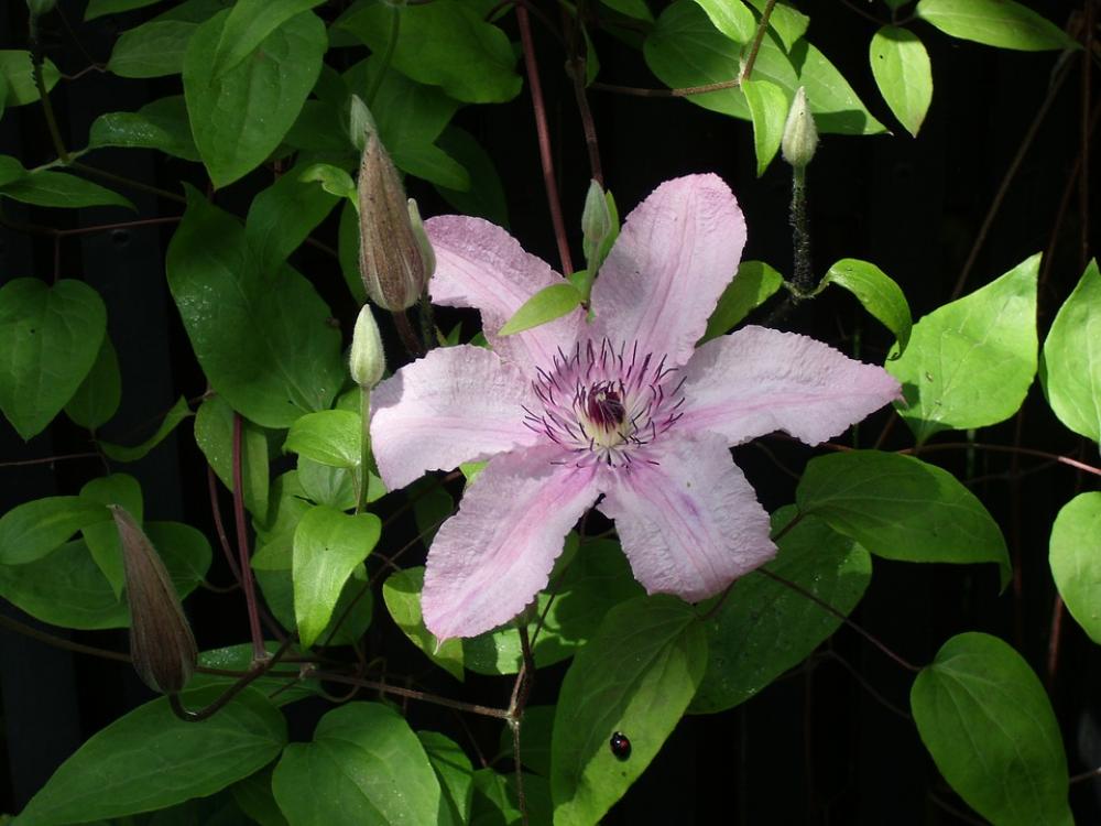 Pink Flower Clematis Pink Flower Clematis