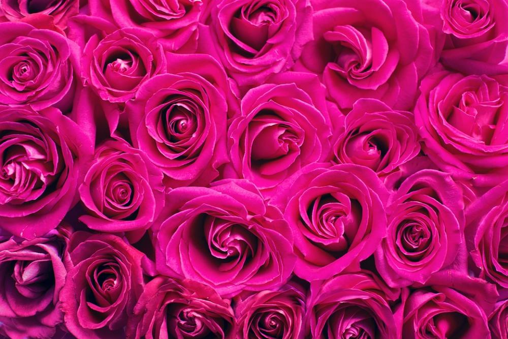Pink Roses Roses Background Backdrop Pink Romance Pink Roses Roses Background Backdrop Pink Romance