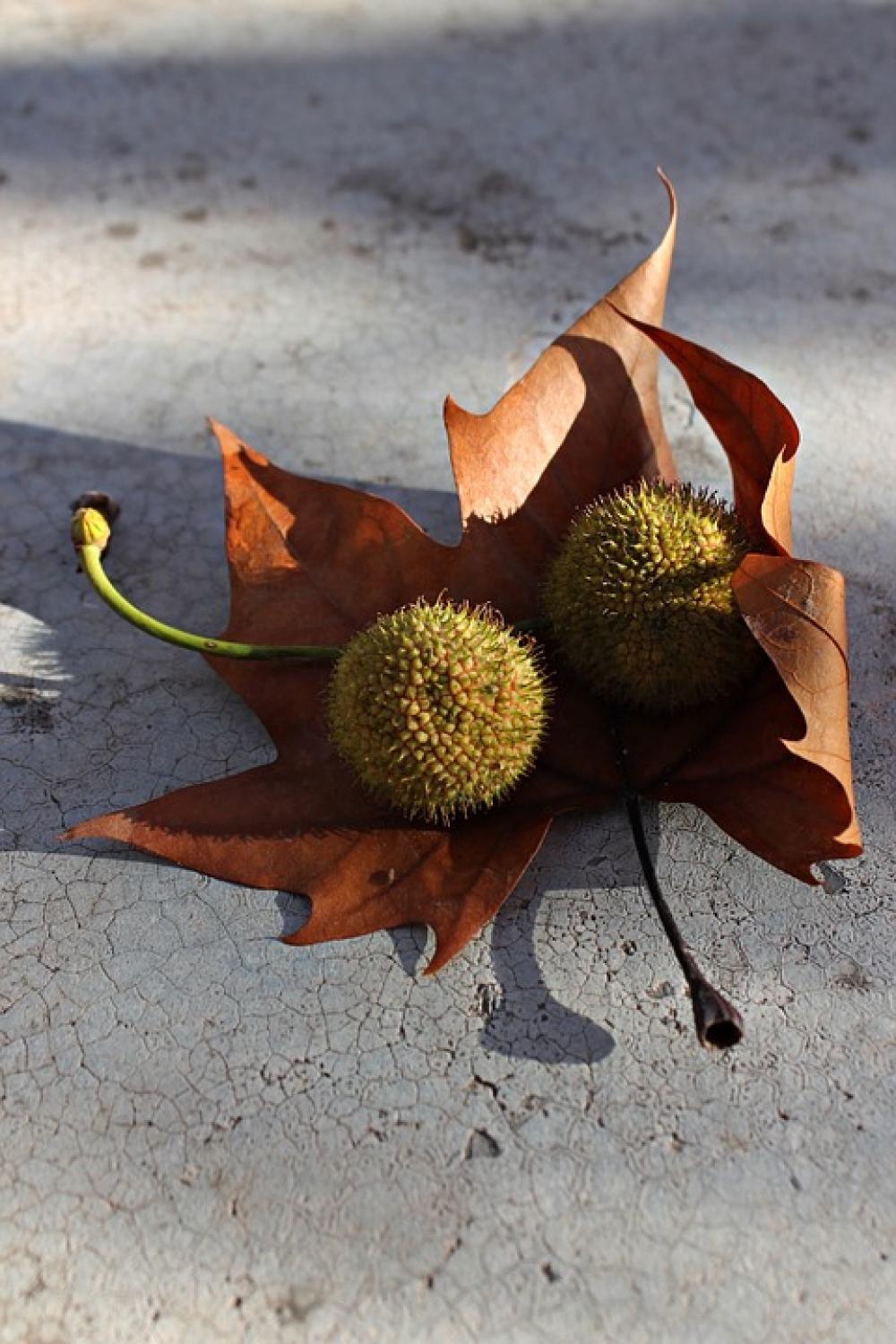 Plane Tree Leaves On The Ground Banana Ride Plane Tree Leaves On The Ground Banana Ride