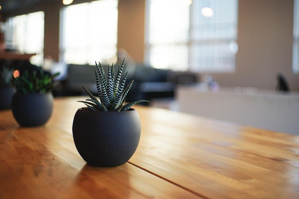 Plant Houseplant Indoor Pot Potted Table Plant Houseplant Indoor Pot Potted Table