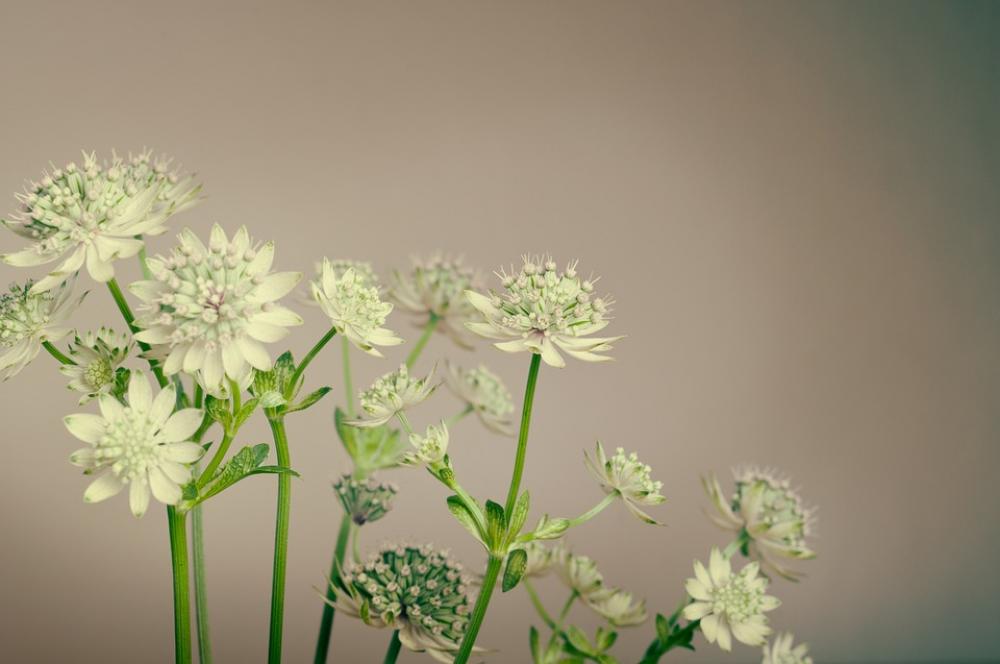 Plant Flowers Spring Garden Botanical Flora Green Plant Flowers Spring Garden Botanical Flora Green