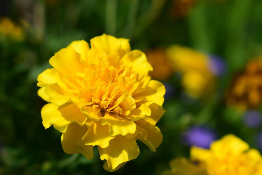 Plant Flower Petal Herb Yellow Flora Plant Flower Petal Herb Yellow Flora