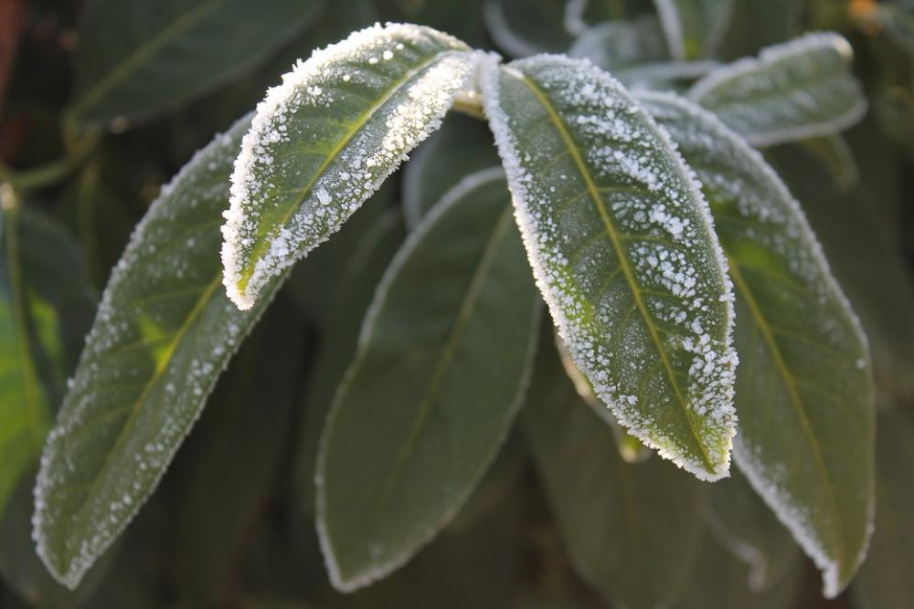 Plant Winter Frost Frozen Branch Eiskristalle Plant Winter Frost Frozen Branch Eiskristalle