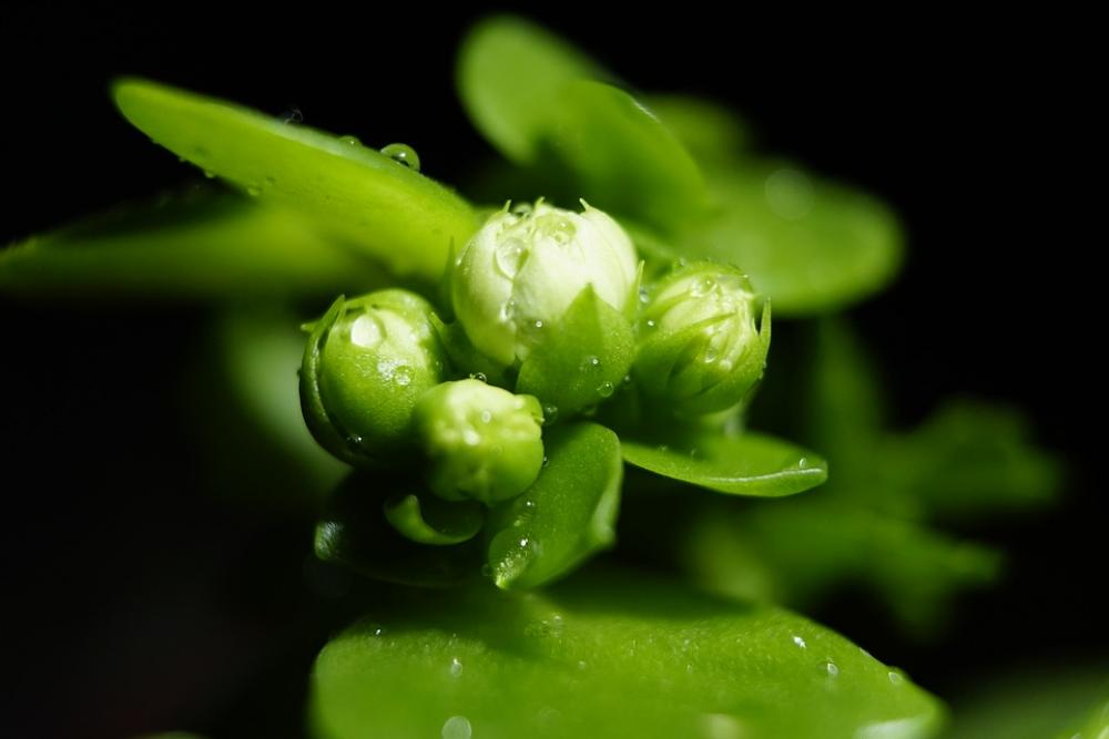 Plant Bud Blossom Flower Drops Leaves Succulent Plant Bud Blossom Flower Drops Leaves Succulent