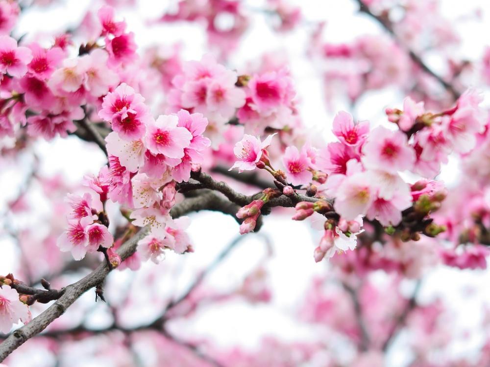 Plant Flower Cherry Blossom Plant Flower Cherry Blossom