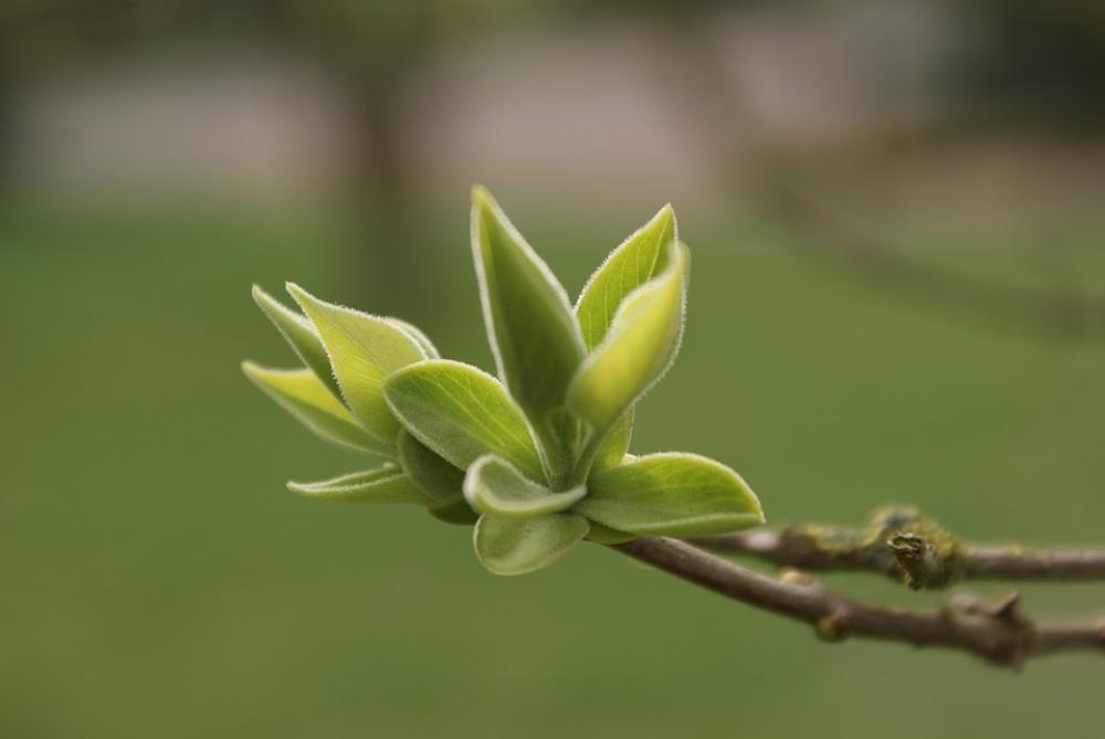 Plant Green Nature Leaves Spring Branch Plant Green Nature Leaves Spring Branch