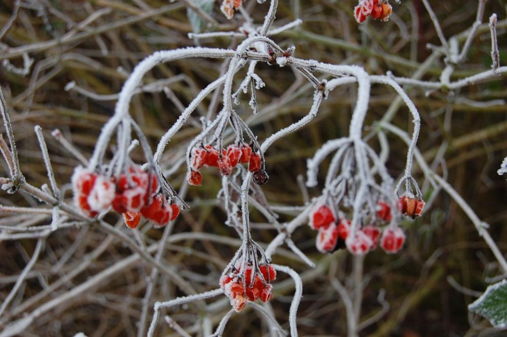 Plant Fruit Winter Gel Nature Cold Frozen Tree Plant Fruit Winter Gel Nature Cold Frozen Tree