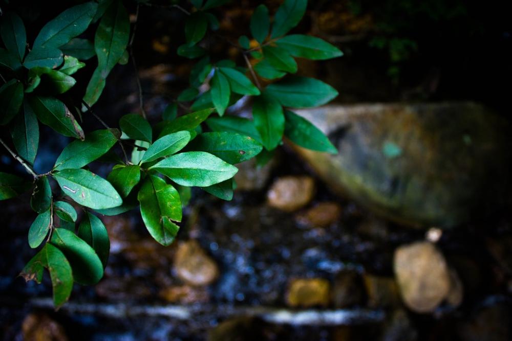 Plant Du Gou Water Natural Landscape The Leaves Plant Du Gou Water Natural Landscape The Leaves