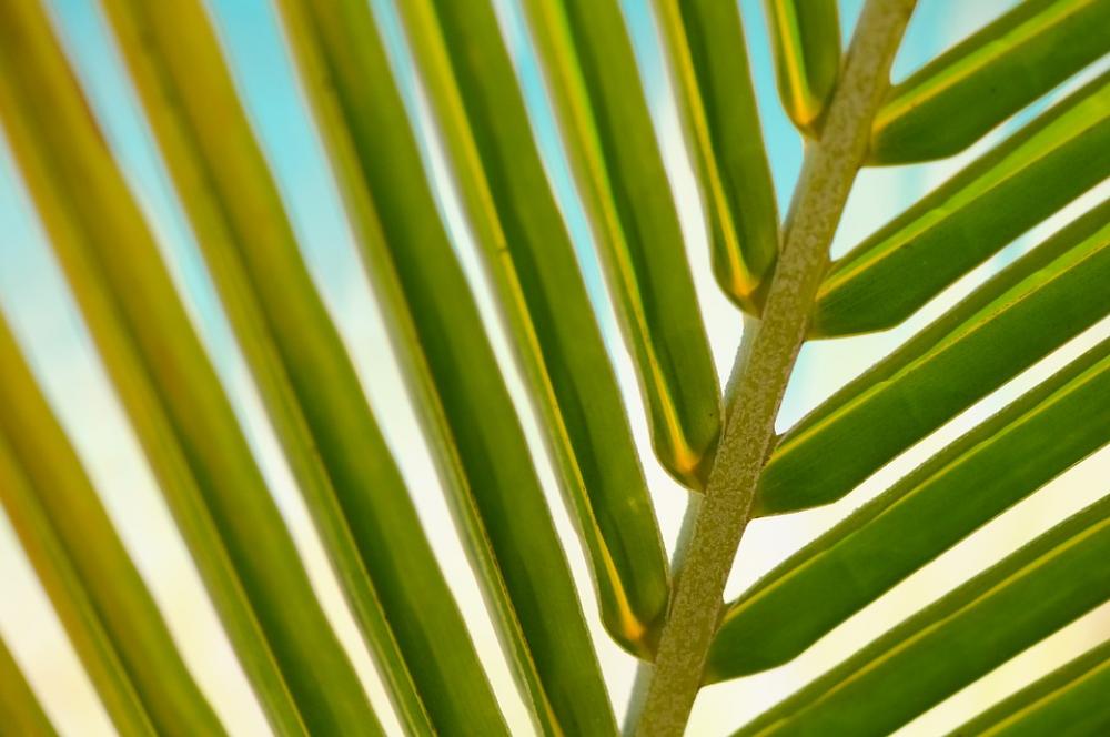 Plant Leaf Macro Palm Summer Leaves Tropical Plant Leaf Macro Palm Summer Leaves Tropical
