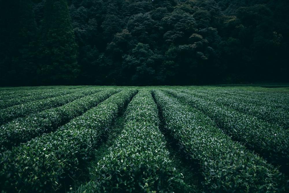 Plantation Tea Field Agriculture Rural Farm Asia Plantation Tea Field Agriculture Rural Farm Asia