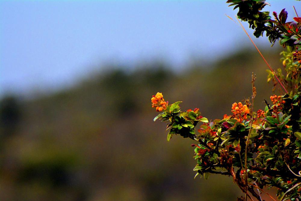 Plants Flowers Garden Summer Flourishing Beauty Plants Flowers Garden Summer Flourishing Beauty