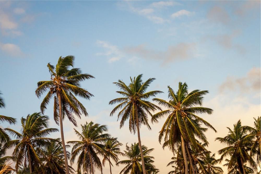 Plants Palm Trees Leaves Green Natural Flora Plants Palm Trees Leaves Green Natural Flora