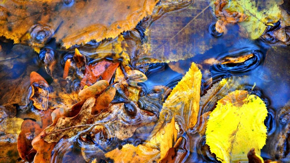 Plase Autumn Yellow Leaves Plase Autumn Yellow Leaves