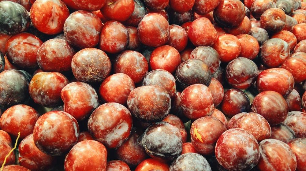 Plum Fruit Fresh Sweet Organic Many Plum Fruit Fresh Sweet Organic Many