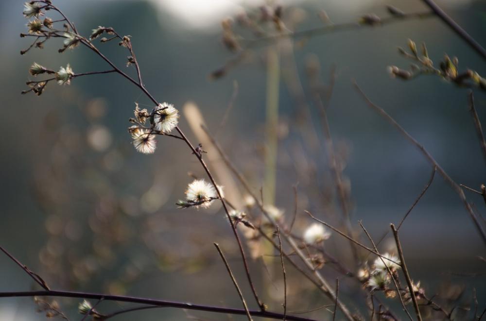 Plum Blossom Plant White Flower Plum Blossom Plant White Flower