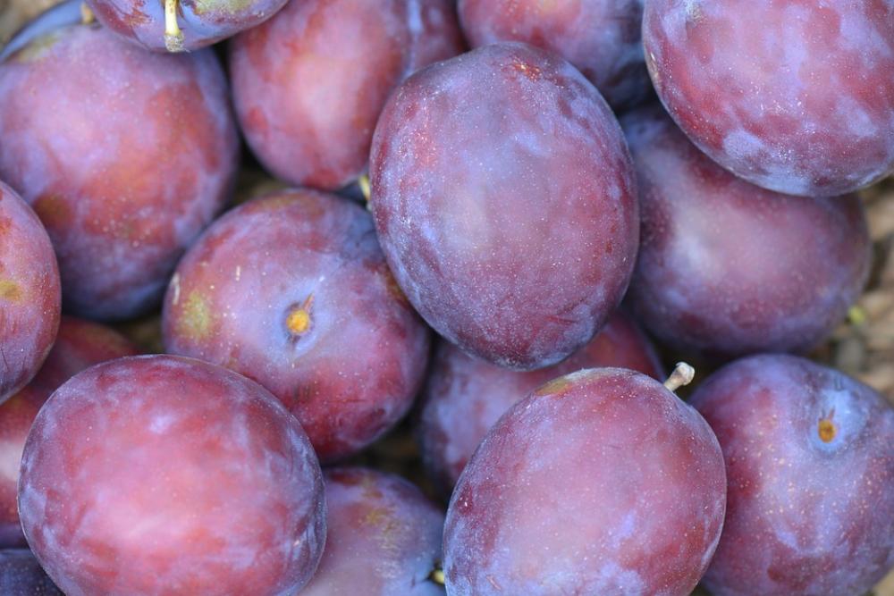 Plums Fruit Vitamins Purple Plums Fruit Vitamins Purple