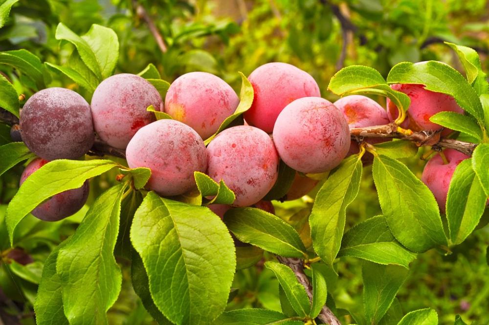 Plums Berries Harvest Branch Organic Fresh Ripe Plums Berries Harvest Branch Organic Fresh Ripe