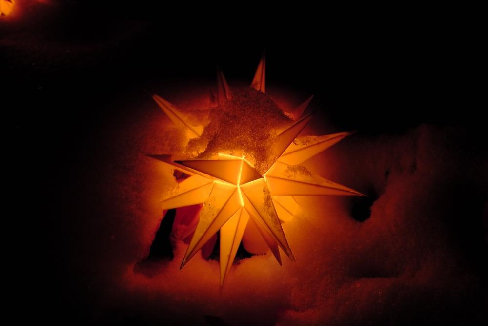 Poinsettia Snow Wintry Poinsettia Snow Wintry