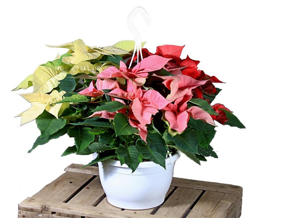 Poinsettia Red White Flower Christmas Poinsettia Red White Flower Christmas
